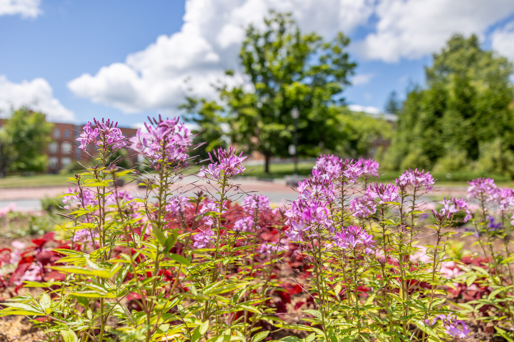 Pink chleone flowers blooming on the Storrs Campus
