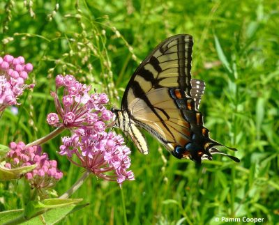 Eastern Tiger Swallowtail butterfly on pink flowers of the swamp milkweed