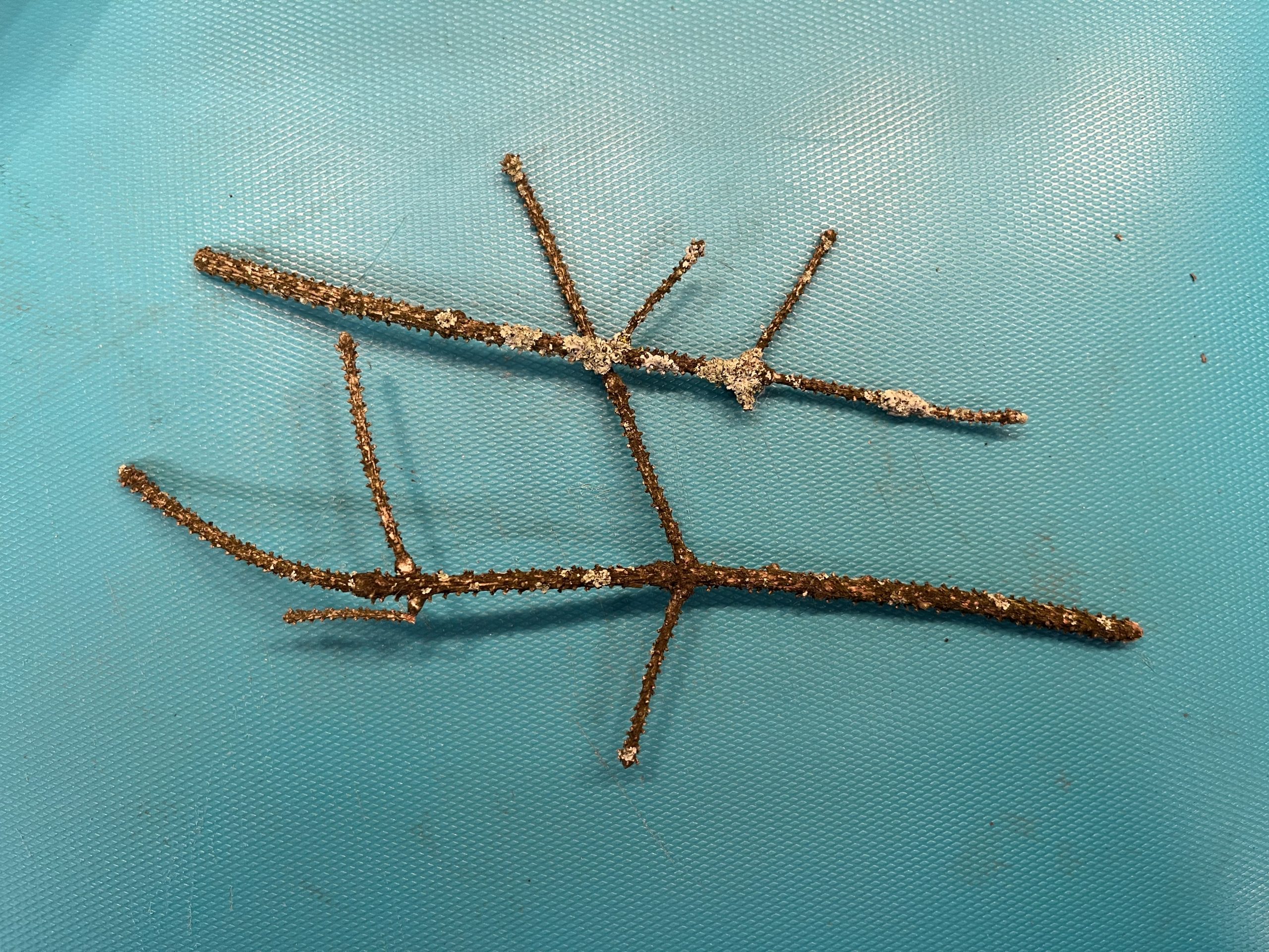 Dried twigs