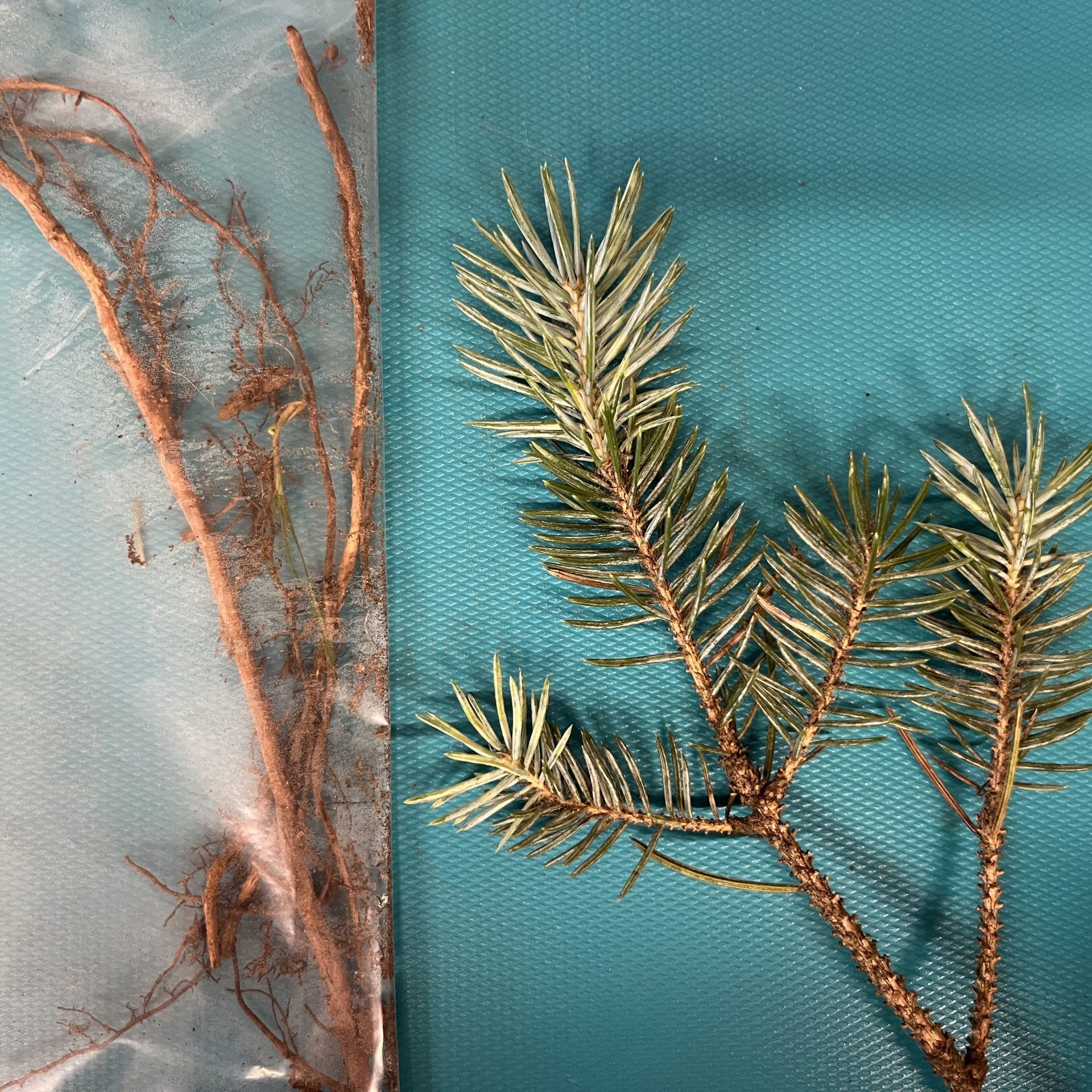 A small branch of a needled evergreen with green and yellow needles beside a fibrous roots in a ziploc bag