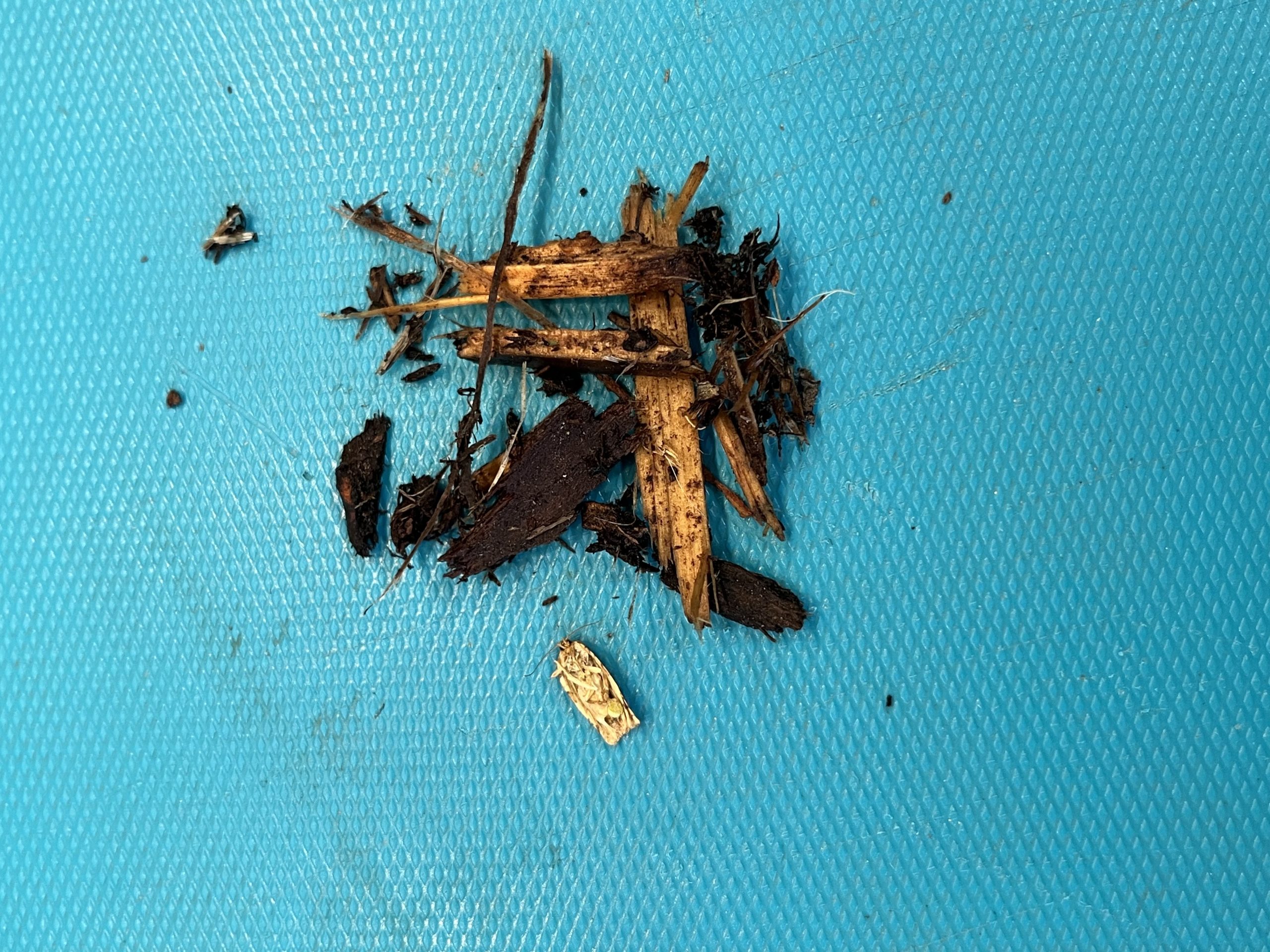 Mulch chips mixed with soil particles