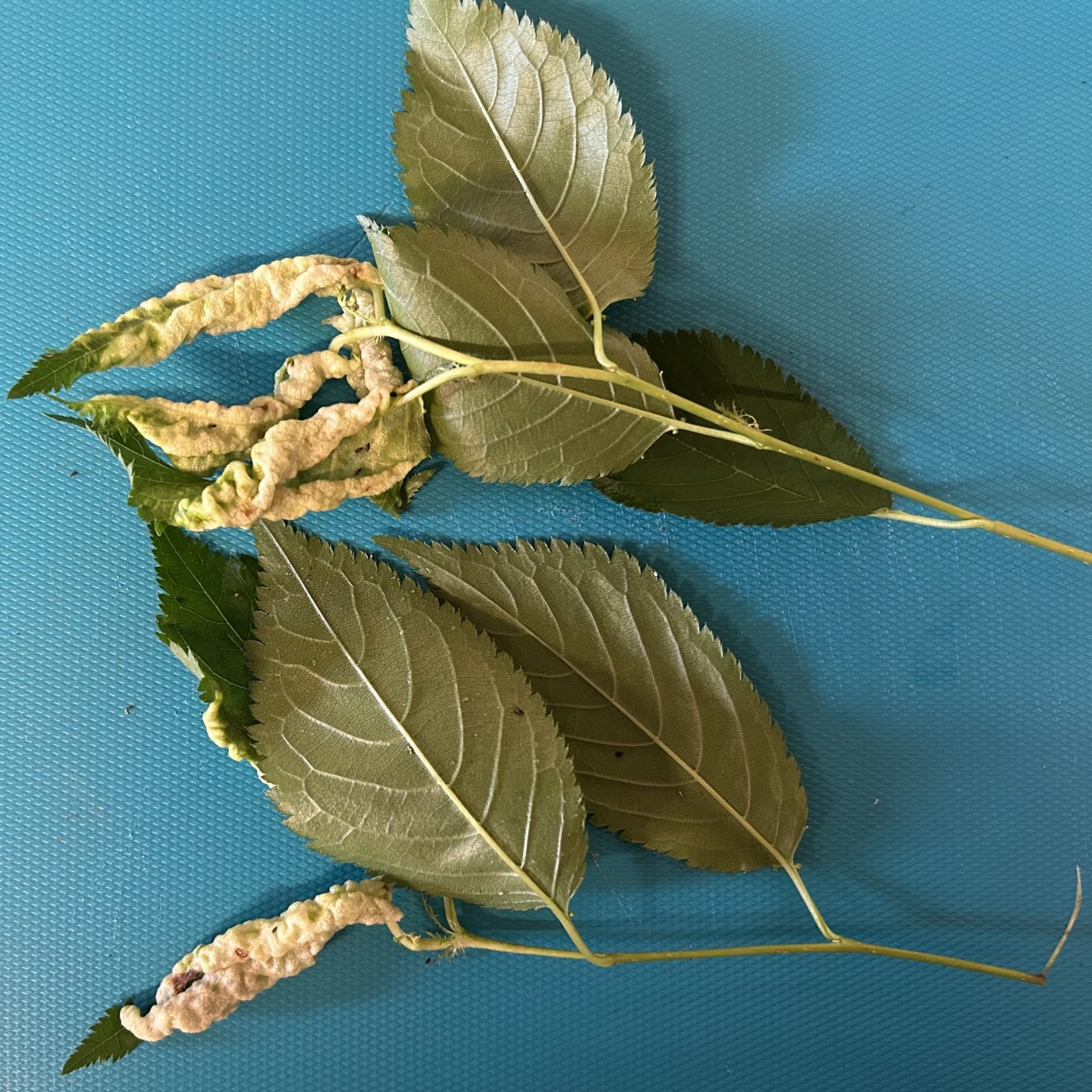 A twig with healthy leaves as well as ones showing leaf distortion on the edges.