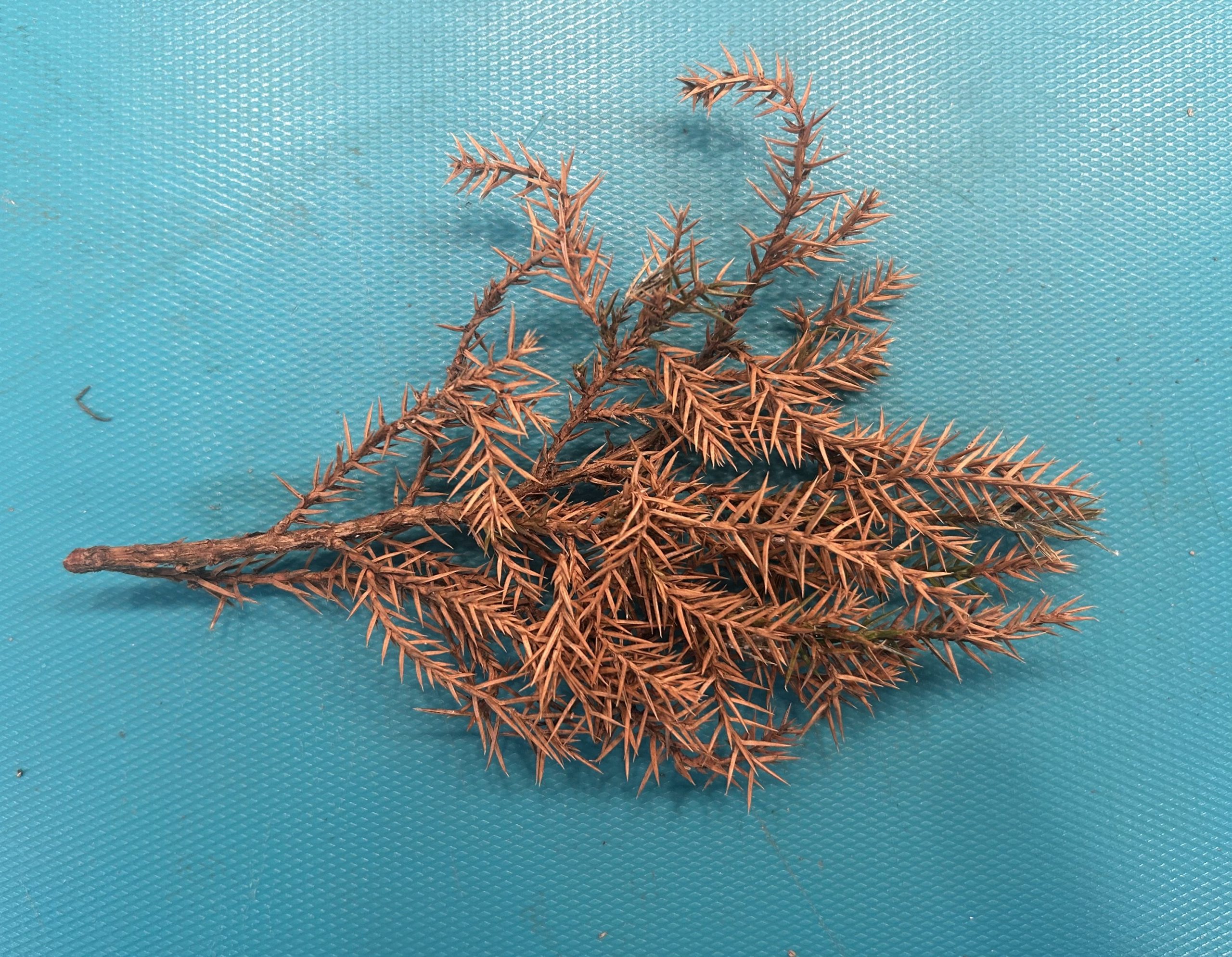 An evergreen branch with brown, dried out needles that are completely dead
