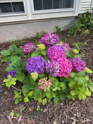 A small hydrangea with both purple and pink blooms