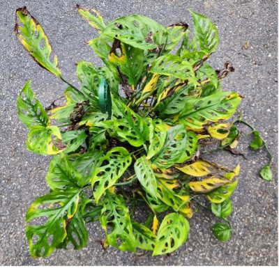 A monstera adansonii with yellowing, curling and damaged leaves