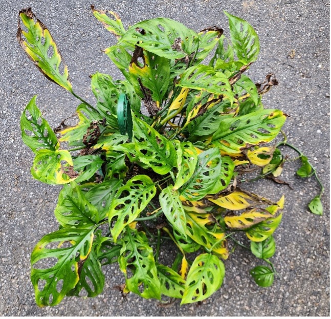 A monstera adansonii with yellowing, curling and damaged leaves