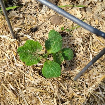 Squash seedling with first true leaves mulched with straw.