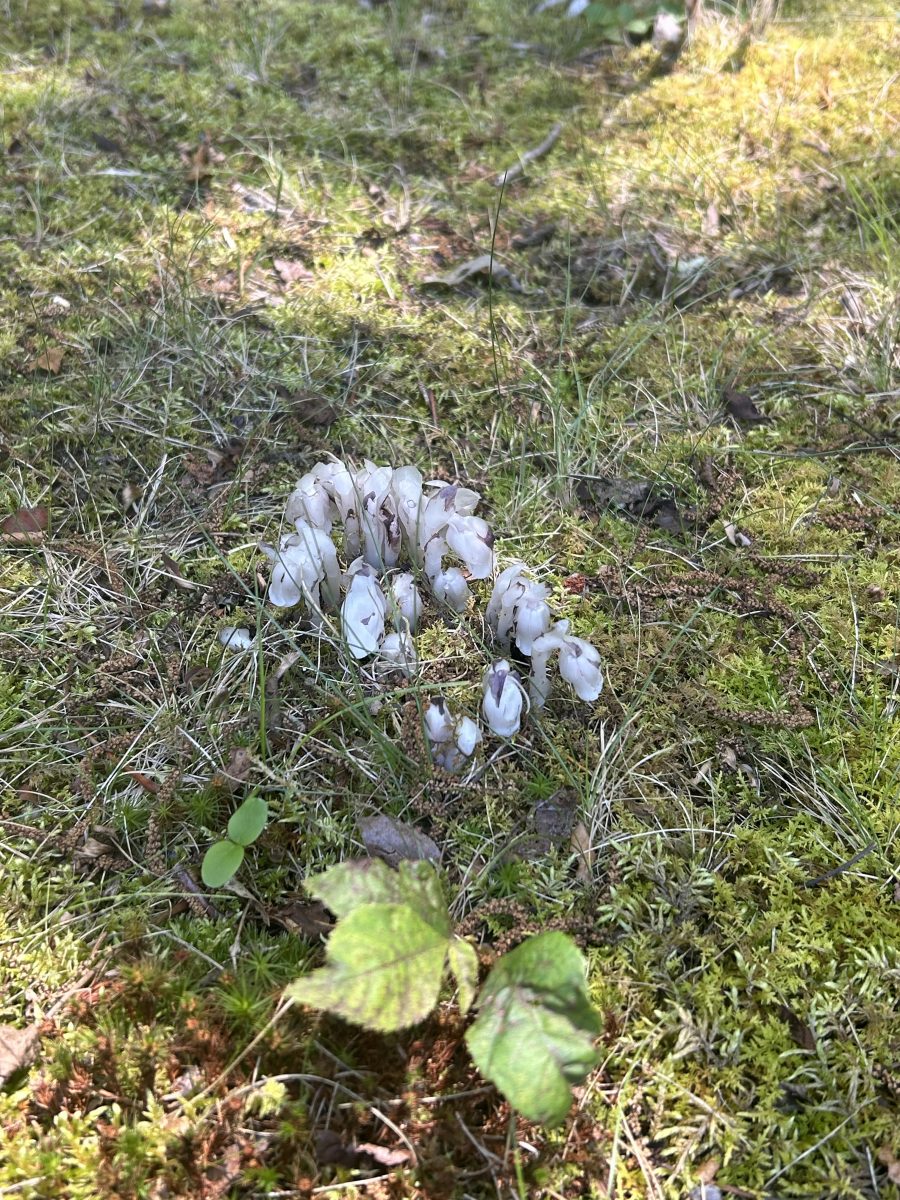 Pale white stem and leaf structures of Monotropa uniflora popping up in a shady lawn area