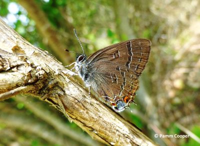 Small brown butterfly on a twig