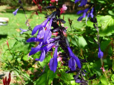 Purple flowers on a dark purple upright stem.