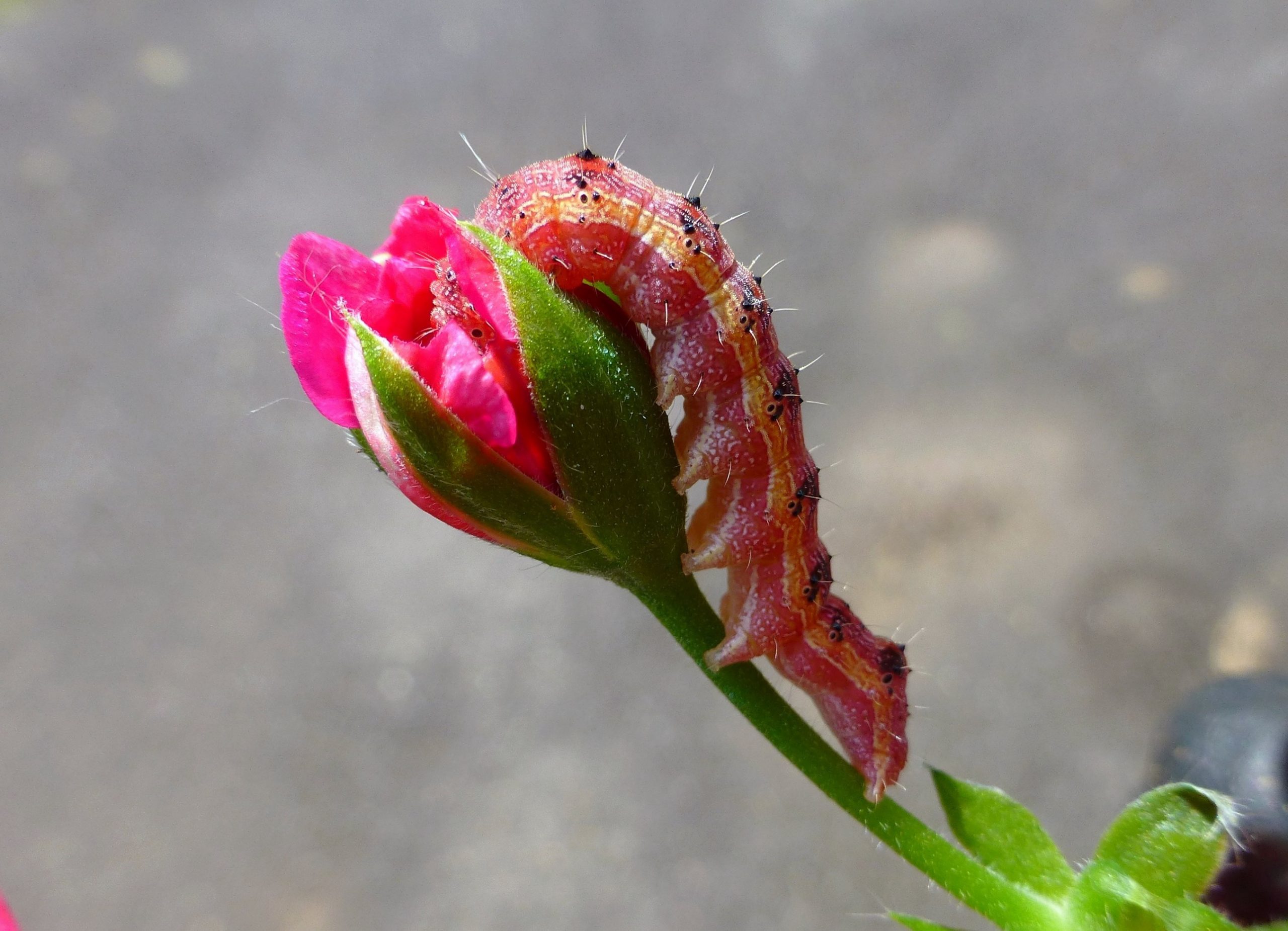 Tobacco budworm on pink flower bud