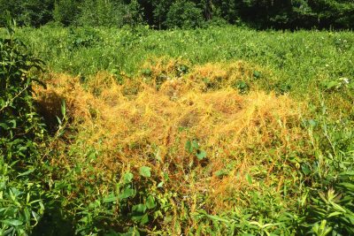 Yellow strings of dodder encompassing plants in a field