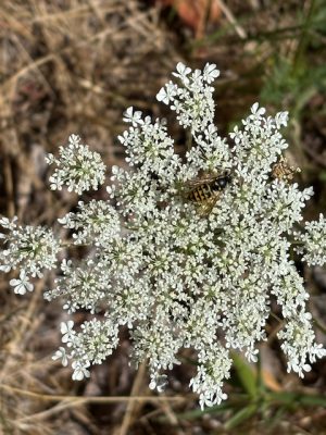 An insect on a white floret.