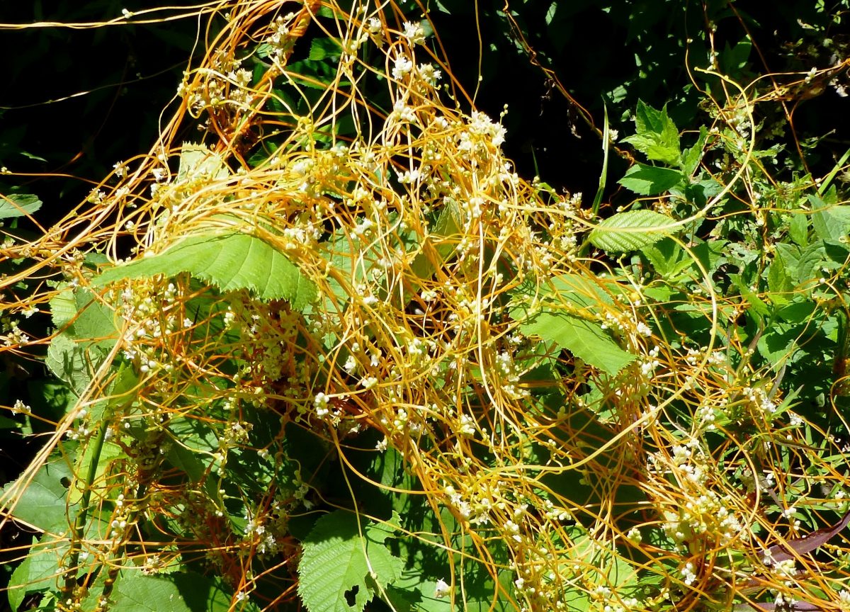 Dodder plant wrapped around a host and flowering