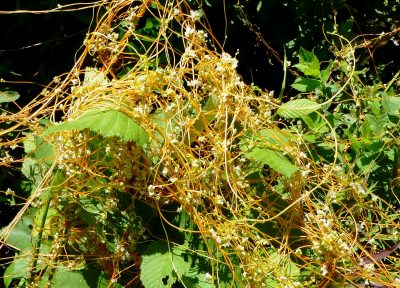 Dodder plant wrapped around a host and flowering