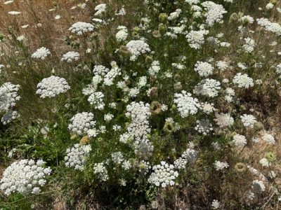 A field of Queen Anne's Lace