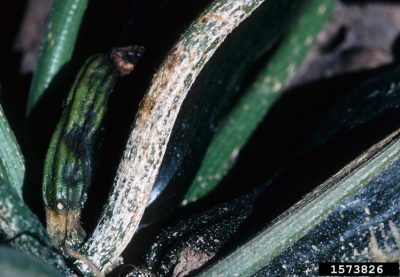 White lesions on a pumpkin stem