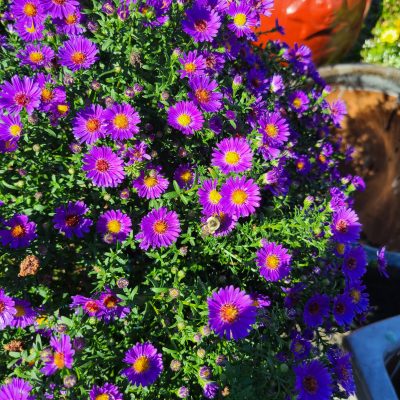 Purple aster flowers with a bumblebee 