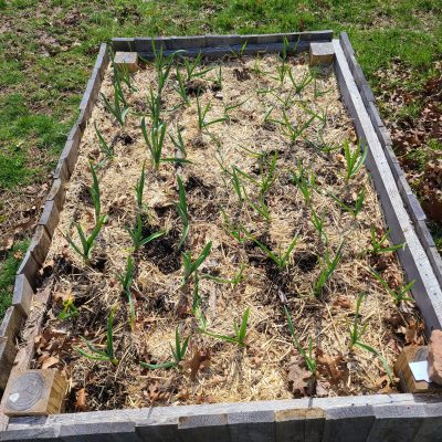 Garlic leaves peeking through straw mulch