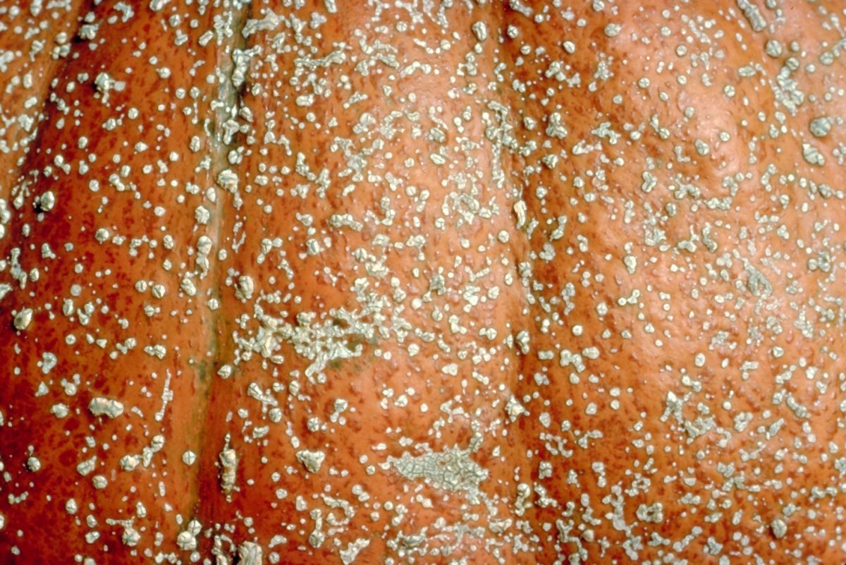 White blister like spots on an orange pumpkin