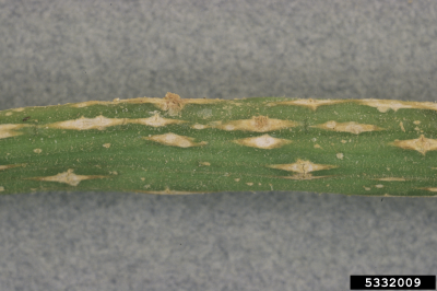 Up close image of white spots