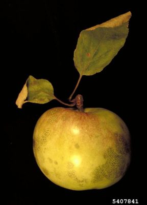 An apple showing symptoms of sooty blotch and flyspeck
