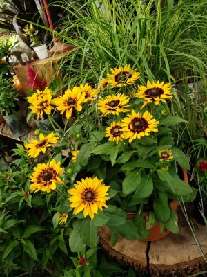 Yellow flowers with brown centers surrounded by ornamental grasses in a display