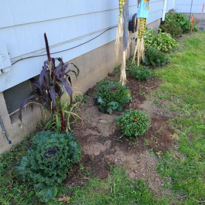 A garden bed with mums cabbage and millet