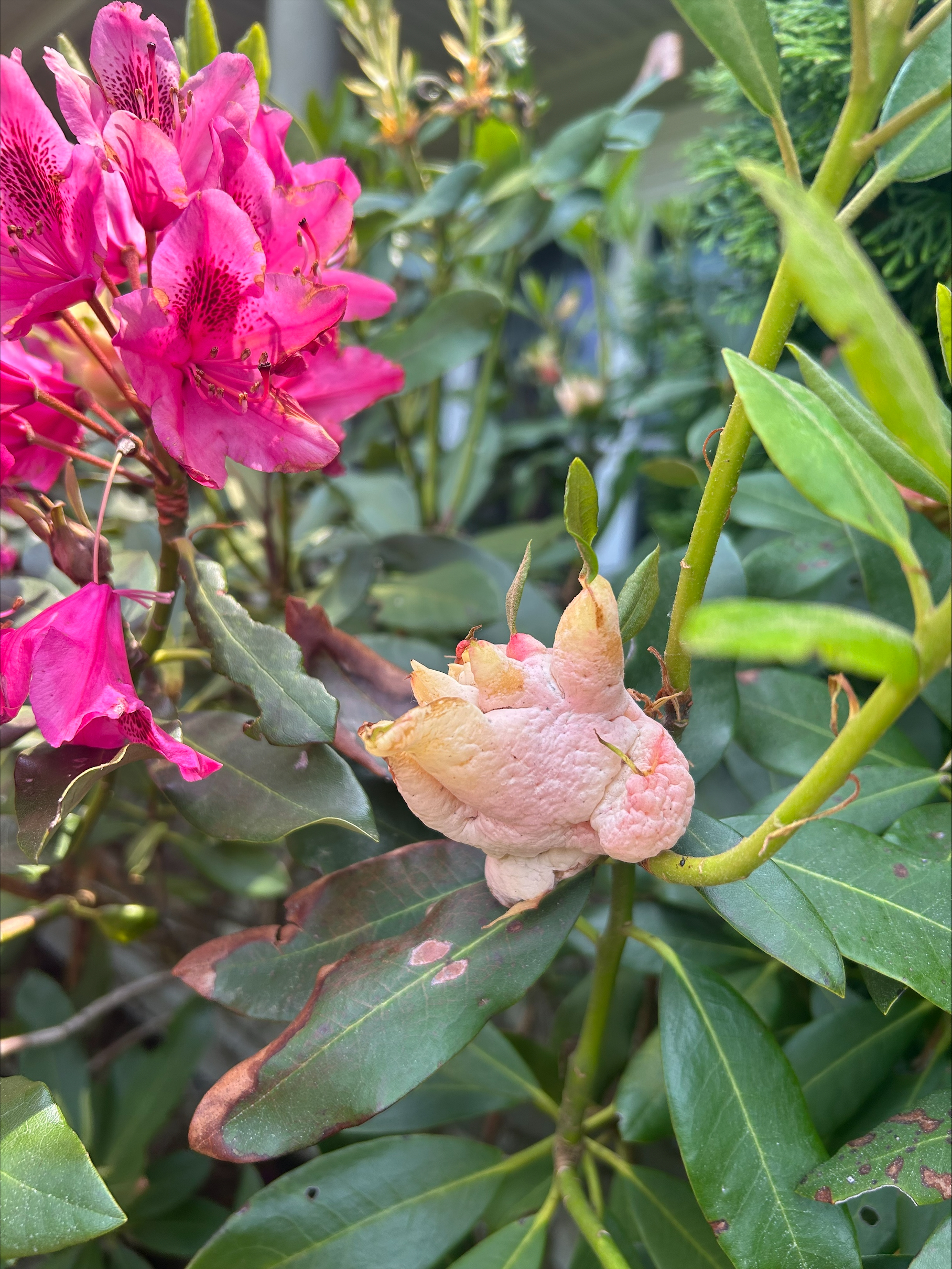 A newer gall at an earlier stage of development growing on a rhododendron with pink tint.