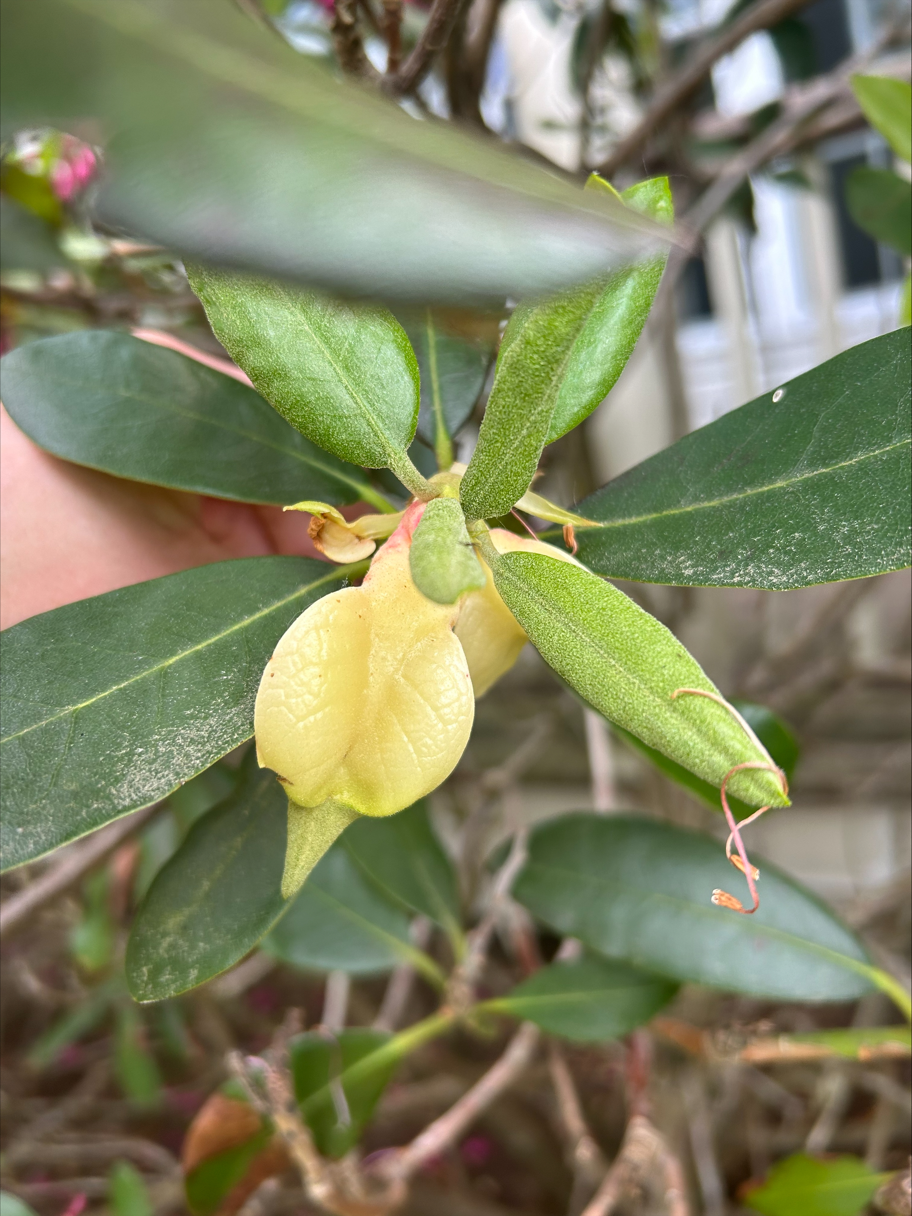 Small green gall forming at the tip of a rhododendron branch