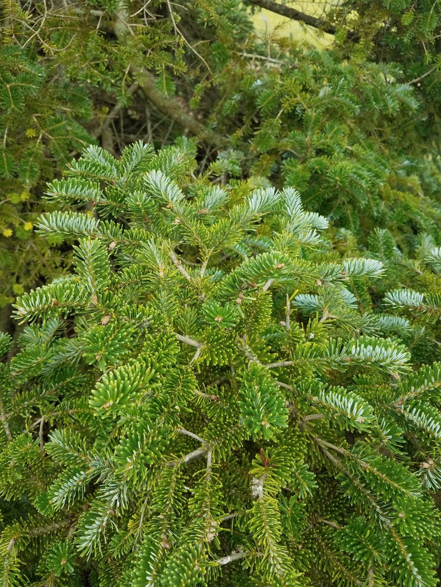 Evergreen needles up close