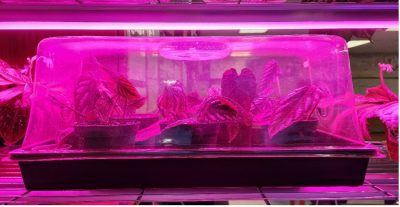 Small potted plants inside a clear plastic dome under bright pink LED grow lights.