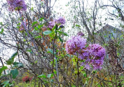 Lilac flowers opening in October