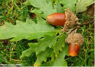 Two acorns attached to an oak branch