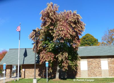 A tree turning red against a brick building