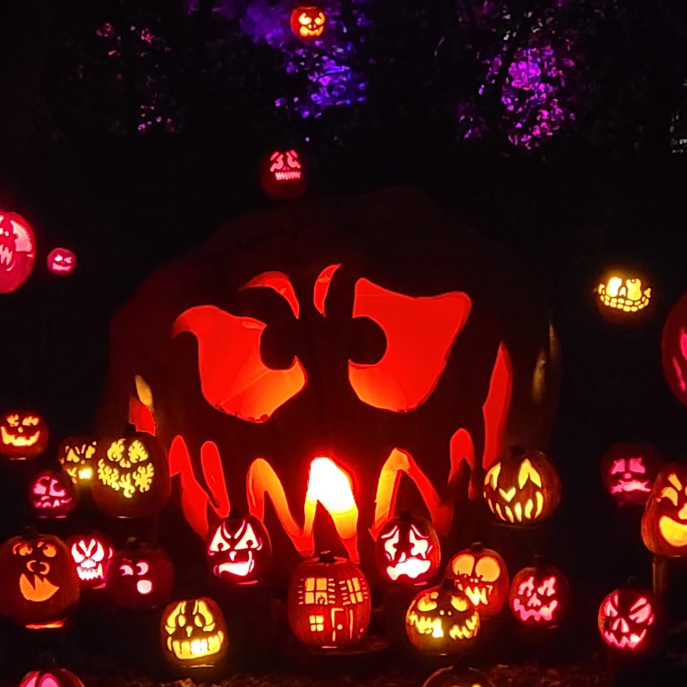 A collection of jack o lanterns lit up in the dark