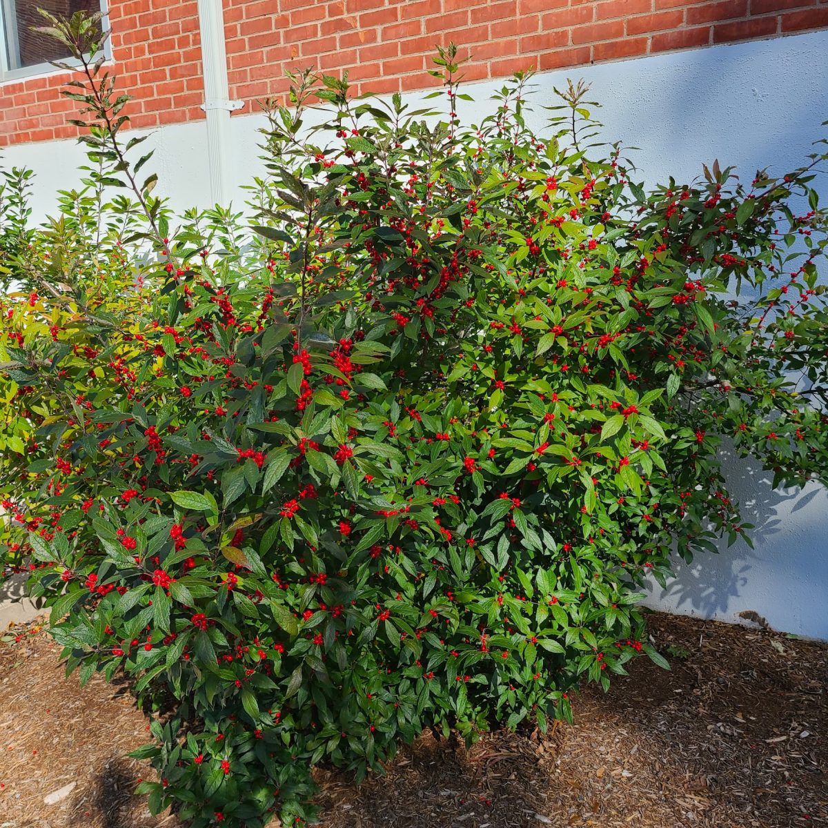 Dense green shrub with numerous small, bright red berries growing along its branches, situated against a brick and white wall in a landscaped area.