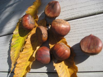 Seven brown chestnuts resting on two yellow autumn leaves on a wooden surface