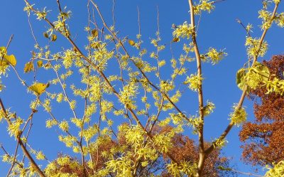 Branches of witch hazel with clusters of yellow, ribbon-like flowers against a clear blue sky and autumn foliage.