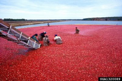 Workers harvesting cranberries in a flooded bog using a conveyor system.