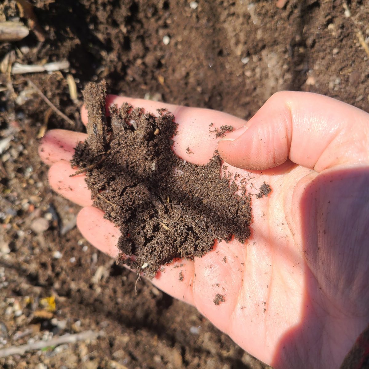 A clump of soil in an open hand