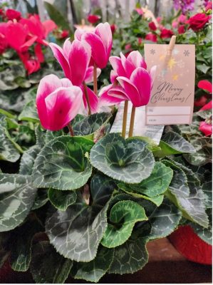 Pink and white cyclamen flowers with green variegated leaves, featuring a “Merry Christmas” gift tag.