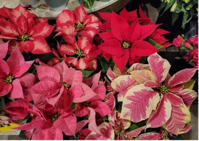 Red, pink, and cream poinsettias with solid and variegated leaves arranged together.
