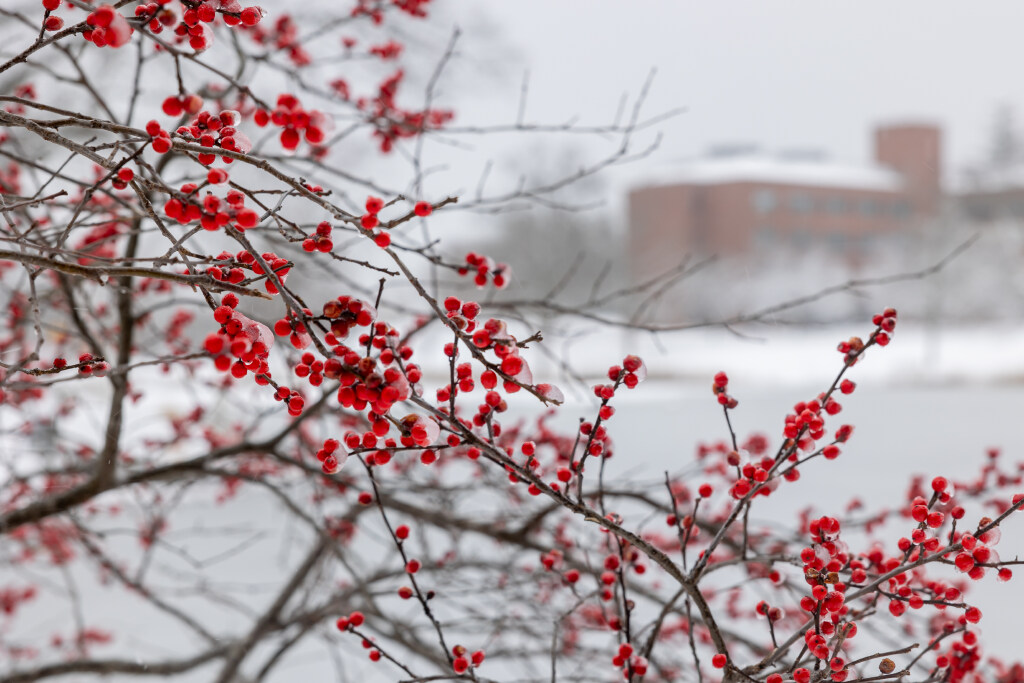 a close-up view of tree branches covered with clusters of bright red berries in the winter