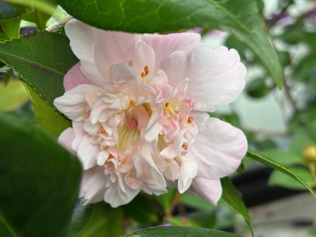 The image shows a close-up of a delicate flower with soft pink petals, yellow stamens, and glossy green leaves. The background is slightly blurred.