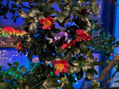 The image shows a plant with dark green leaves and vibrant red flowers with yellow stamens. The background has colorful lights.