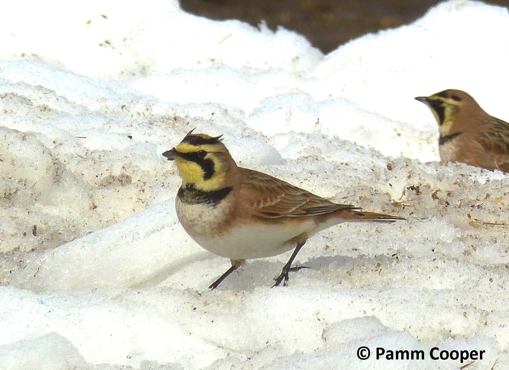 Two horned larks standing on snow, showing their yellow and black facial markings and brown wings.
