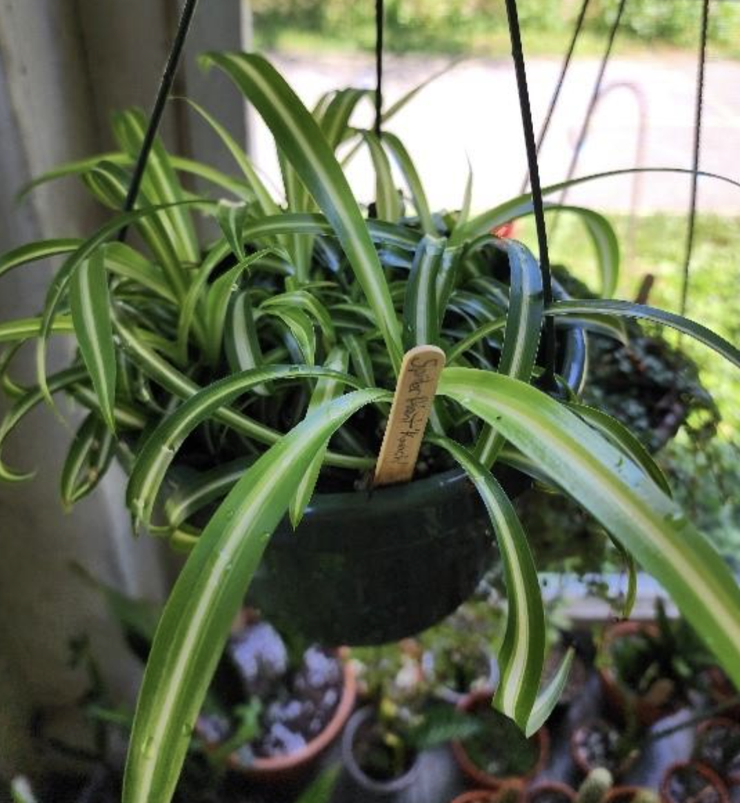 Hanging pot of a spider plant with long, arching green leaves striped with white, labeled with a small wooden plant marker.