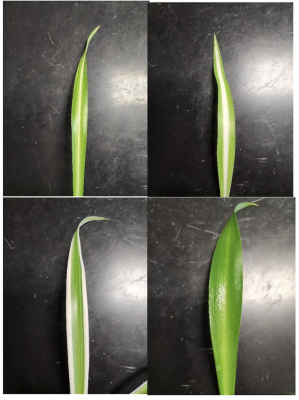 Four close-up views of a single variegated spider plant leaf on a dark surface, showing its green edges and white center stripe from different angles.