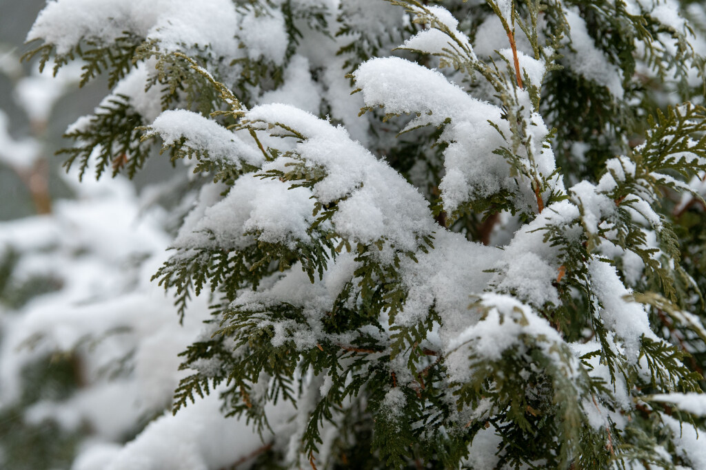 Snow-covered evergreen branches with clusters of soft, fresh snow resting on the green foliage